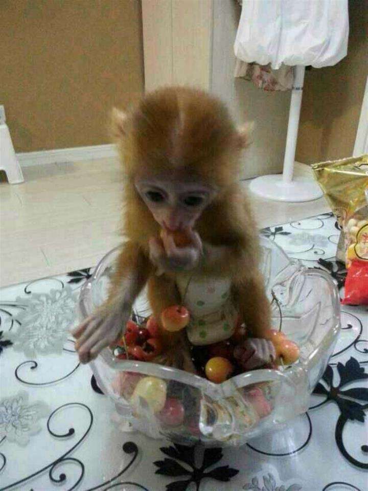 哪里可以制作希腊地址证明